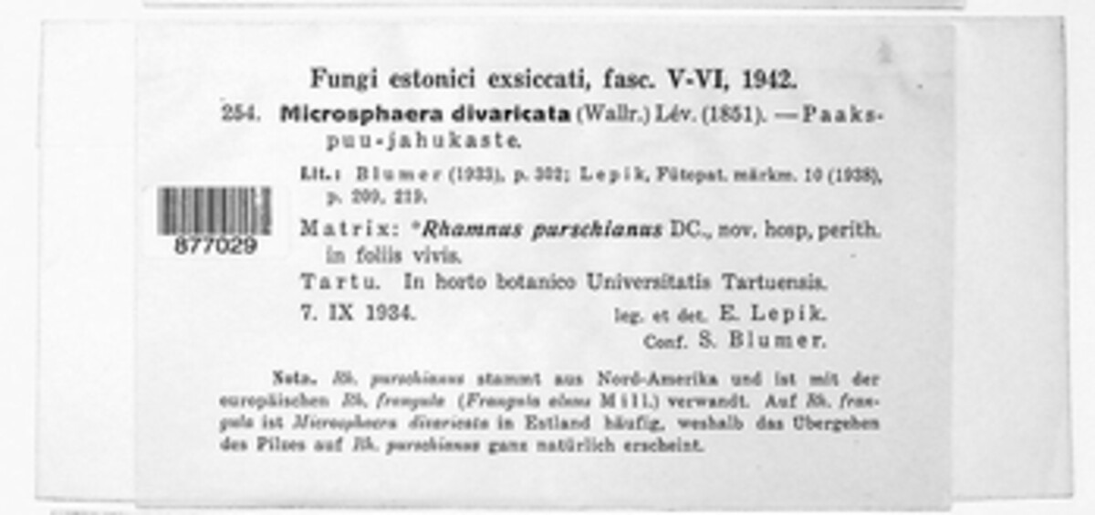 Micropeltis divaricata image
